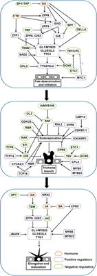 Frontiers Molecular Mechanisms Of Plant Trichome Development